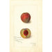 Prunus persica Yellow Rare Ripe - Amanda Almira Newton — vista dell’opera