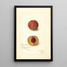 Prunus persica Yellow Rare Ripe - Amanda Almira Newton — quadro incorniciato alla parete