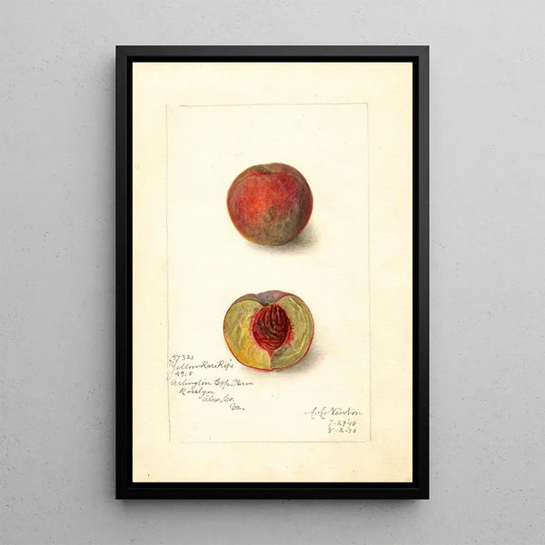 Prunus persica Yellow Rare Ripe - Amanda Almira Newton — quadro incorniciato alla parete