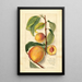 Prunus persica - Amanda Almira Newton — quadro incorniciato alla parete
