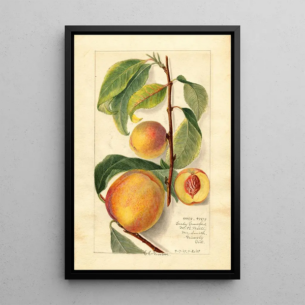 Prunus persica - Amanda Almira Newton — quadro incorniciato alla parete
