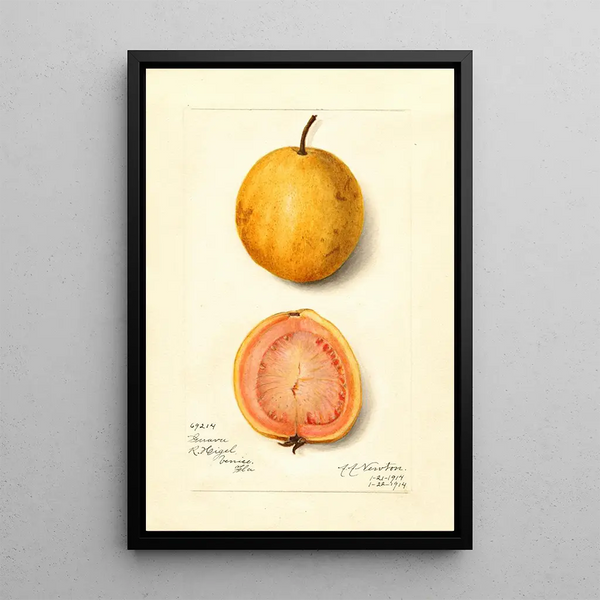 Riproduzione del dipinto Psidium guajava Goyave - Amanda Almira Newton
