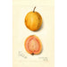 Riproduzione del dipinto Psidium guajava Goyave - Amanda Almira Newton
