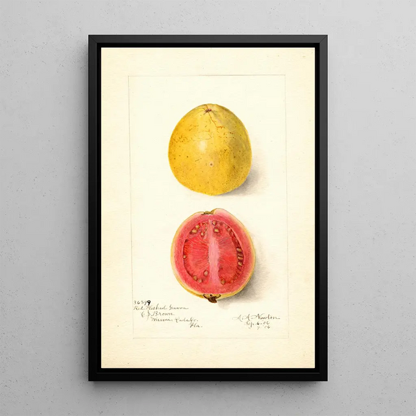 Psidium guajava Chair Rouge - Amanda Almira Newton — quadro incorniciato alla parete