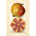 Punica granatum - Amanda Almira Newton — vista dell’opera