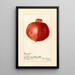 Riproduzione del dipinto Punica granatum Wonderful - Amanda Almira Newton