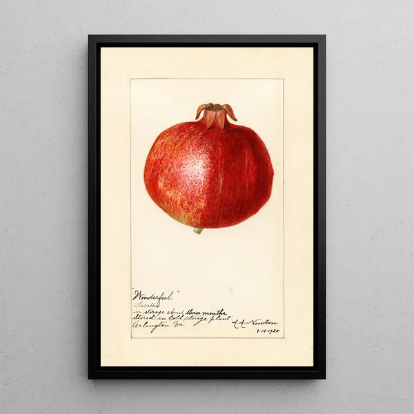 Riproduzione del dipinto Punica granatum Wonderful - Amanda Almira Newton
