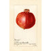 Riproduzione del dipinto Punica granatum Wonderful - Amanda Almira Newton