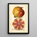 Punica granatum - Amanda Almira Newton — quadro incorniciato alla parete