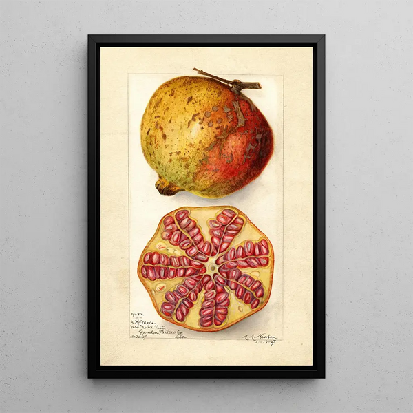 Punica granatum - Amanda Almira Newton — quadro incorniciato alla parete