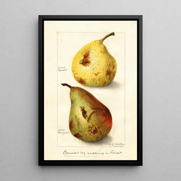 Riproduzione del dipinto Pyrus communis - Amanda Almira Newton