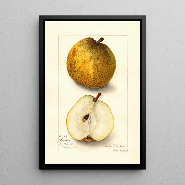 Riproduzione del dipinto Pyrus communis Easter - Amanda Almira Newton