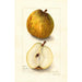 Riproduzione del dipinto Pyrus communis Easter - Amanda Almira Newton