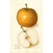 Pyrus communis Japan Golden Russet - Amanda Almira Newton — vista dell’opera