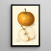 Pyrus communis Japan Golden Russet - Amanda Almira Newton — quadro incorniciato alla parete