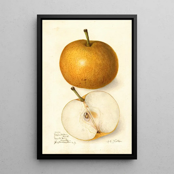 Pyrus communis Japan Golden Russet - Amanda Almira Newton — quadro incorniciato alla parete