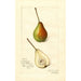 Pyrus communis Rostiezer - Amanda Almira Newton — vista dell’opera
