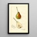 Pyrus communis Rostiezer - Amanda Almira Newton — quadro incorniciato alla parete