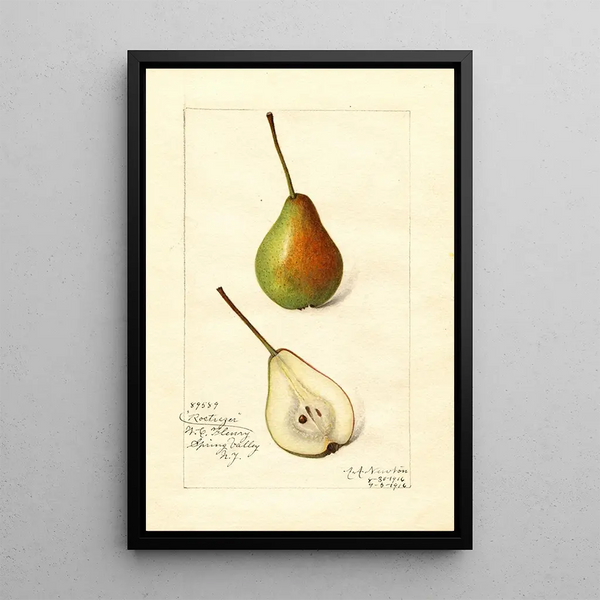 Pyrus communis Rostiezer - Amanda Almira Newton — quadro incorniciato alla parete
