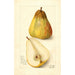Riproduzione del dipinto Pyrus communis Souvenir du Congrès - Amanda Almira Newton