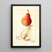 Riproduzione del dipinto Pyrus communis Wilder Early - Amanda Almira Newton