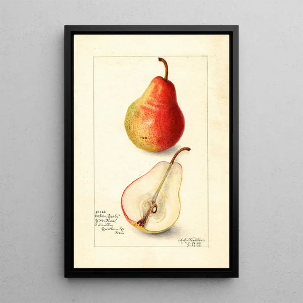 Riproduzione del dipinto Pyrus communis Wilder Early - Amanda Almira Newton