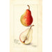 Riproduzione del dipinto Pyrus communis Wilder Early - Amanda Almira Newton