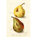 Riproduzione del dipinto Pyrus communis - Amanda Almira Newton