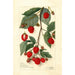 Rubus - Amanda Almira Newton — vista dell’opera