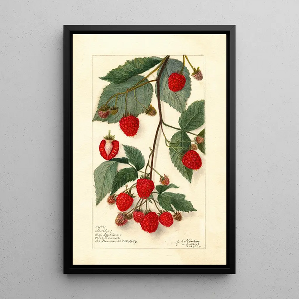 Rubus - Amanda Almira Newton — quadro incorniciato alla parete