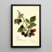 Rubus Joy - Amanda Almira Newton — quadro incorniciato alla parete