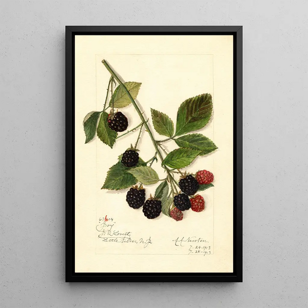 Rubus Joy - Amanda Almira Newton — quadro incorniciato alla parete