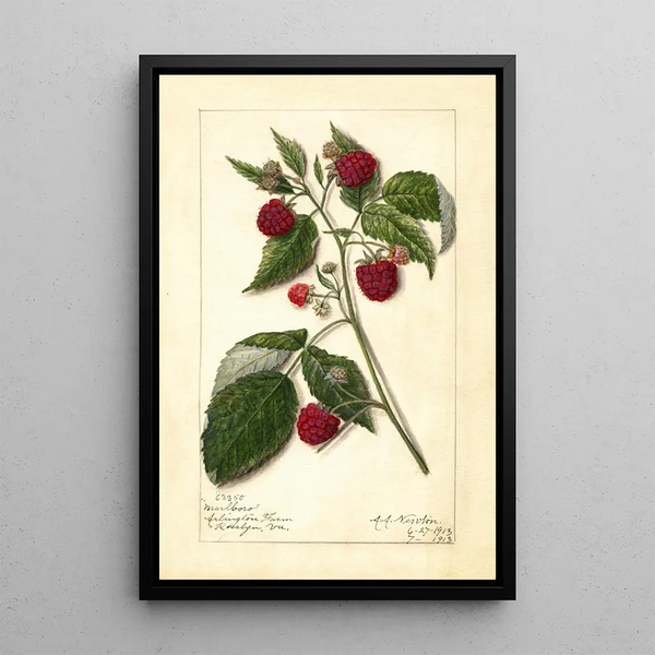 Riproduzione del dipinto Rubus Marlboro - Amanda Almira Newton
