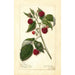 Riproduzione del dipinto Rubus Marlboro - Amanda Almira Newton