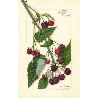 Amanda Almira Newton - Rubus Schaffer.webp