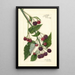 Rubus Schaffer - Amanda Almira Newton — quadro incorniciato alla parete