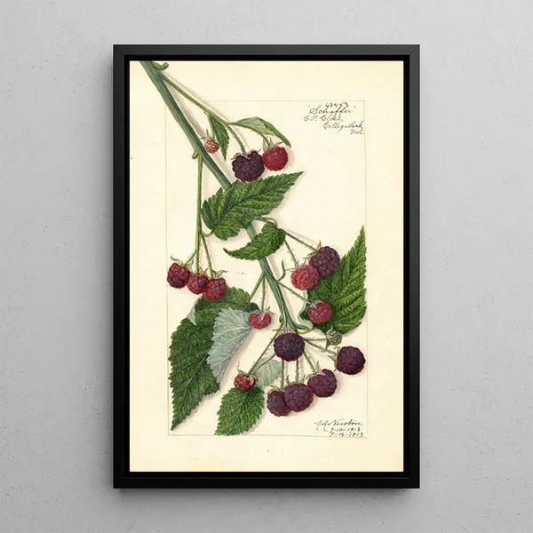 Rubus Schaffer - Amanda Almira Newton — quadro incorniciato alla parete