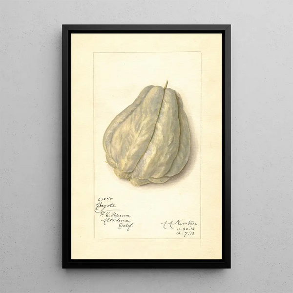 Riproduzione del dipinto Sechium edule - Amanda Almira Newton