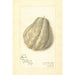 Riproduzione del dipinto Sechium edule - Amanda Almira Newton