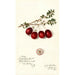 Vaccinium macrocarpon Metallic Bell - Amanda Almira Newton — vista dell’opera