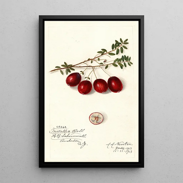 Vaccinium macrocarpon Metallic Bell - Amanda Almira Newton — quadro incorniciato alla parete
