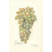 Vitis - Amanda Almira Newton — vista dell’opera