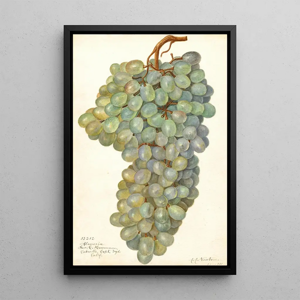 Riproduzione del dipinto Vitis Almeria - Amanda Almira Newton