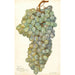 Riproduzione del dipinto Vitis Almeria - Amanda Almira Newton