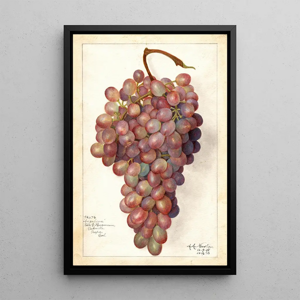 Vitis Angelina - Amanda Almira Newton — quadro incorniciato alla parete