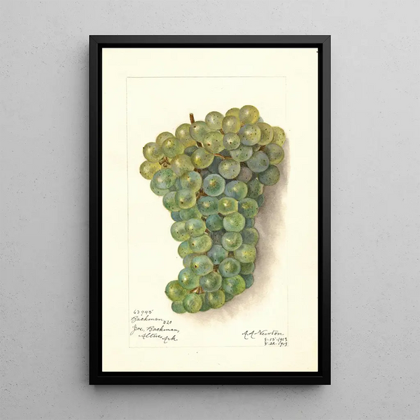Riproduzione del dipinto Vitis Backman - Amanda Almira Newton