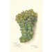 Riproduzione del dipinto Vitis Backman - Amanda Almira Newton