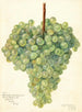 Vitis Clarette à Gros Grains - Amanda Almira Newton — vista dell’opera