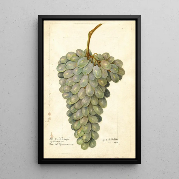 Riproduzione del dipinto Vitis Deis El Aunze - Amanda Almira Newton