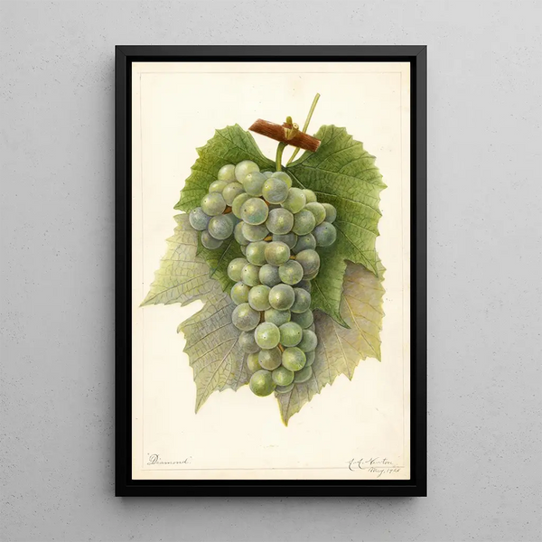 Riproduzione del dipinto Vitis Diamond - Amanda Almira Newton